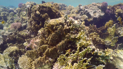 Naklejka na ściany i meble Brown algae covered hard corals. Net Fire Coral (Millepora dichotoma) becomes overgrown with brown algae and dies, colorful tropical fish swim around it, Red sea, Egypt