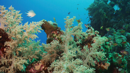 Fototapeta na wymiar Colorful coral reef with tropical fish on a bright sunny day, Red sea, Egypt