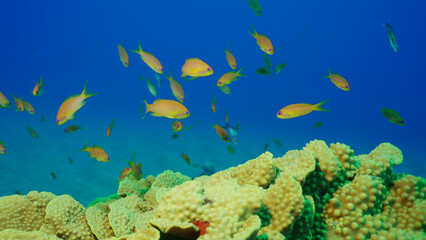 School of Sea Goldie or Lyretail Anthias, Orange Basslet (Pseudanthias squamipinnis) floats above Lettuce coral or Yellow Scroll Coral (Turbinaria reniformis) in blue water, Red sea, Egypt