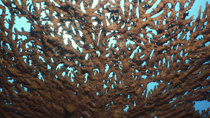 Texture and details of Table Coral, Slow motion, Bottom view. Hard Table Coral Acropora on the deep in the morning time, on blue water background, Red sea, Egypt