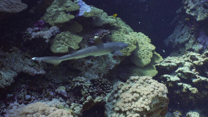 Fototapeta na wymiar Hawksbill Sea Turtle or Bissa (Eretmochelys imbricata) swims over top of coral reef, Red sea, Egypt