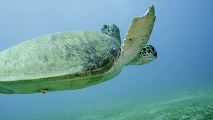 Sea Turtle with bite marks on fins swims in blue water. Close-up of Great Green Sea Turtle (Chelonia mydas) with its front flippers bitten off by a shark swimming slowly over seabed, Red sea, Egypt
