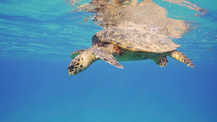 Obraz premium Sea Turtle resting on surface of water and looking down. Hawksbill Sea Turtle or Bissa (Eretmochelys imbricata) lies on surface in blue water and watches action, Red sea, Egypt