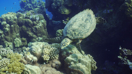 Fototapeta na wymiar Top view of Hawksbill Sea Turtle or Bissa (Eretmochelys imbricata) feeds on hard corals on top of a beautiful tropical reef, Red sea, Egypt