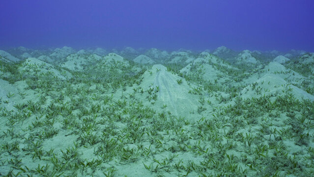 Seagrass bed on hilly sand bottom. Seabed sandy hills covered with Smooth ribbon seagrass (Cymodocea rotundata) on seagrass meadow, Red sea, Egypt