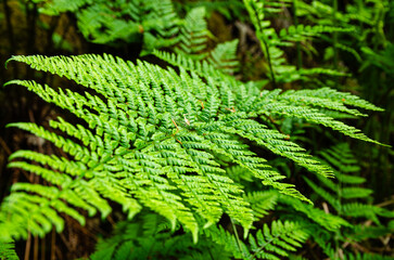 Close-up detail of a Fern plant in its natural habitat. Forest beauty. Very green and important plant for the forest.