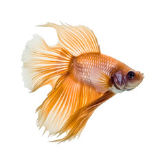 Siamese fighting fish isolated on transparent background. Betta fish
