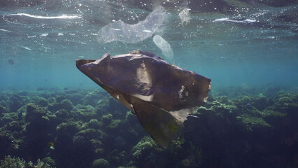 Close up of old black plastic bag drifts along with Colonial Pyrosoma Tunicates under surface of...