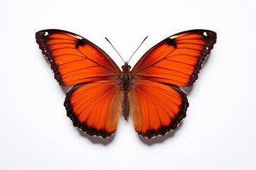 Isolated on a white background, a graceful butterfly captivates with its vibrant colors and delicate wings. Generative AI