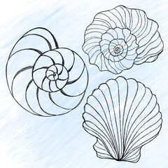 Obraz premium Line art illustration of a seashell on blue watercolor background. Shell tattoo idea. Hand drawn nautical engraving of nautical prints isolated on white background