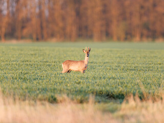 Roe deer stay on a green wheat field. Looking at camera	