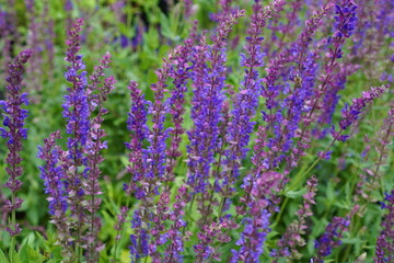 Naklejka premium sage plant with blue flowers in the garden in summer close-up. The concept of growing medicinal plants on a garden plot