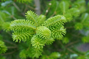 green branch of Korean fir with young greenery close-up in the nursery of garden and ornamental plants