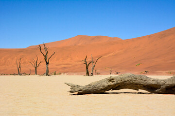 View of dry trees lying and standing in the desert on the sand. Sand dunes in the background. Arid...