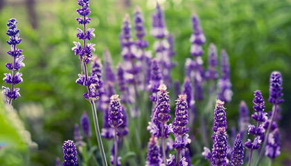 a garden filled with numerous vibrant purple flowers