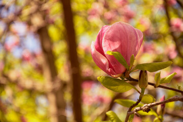 Beautiful magnolia buds in a beautiful park