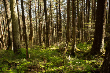 Fototapeta na wymiar Scenic photograph of Mendenhall garden forest an Alaska landscape 