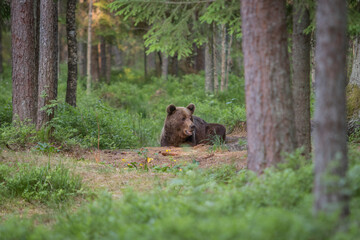 A lone wild brown bear also known as a grizzly bear (Ursus arctos) in an Estonia forest, A young bear looking very happy and playful, laying with its mouth open and ears up