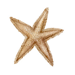 Watercolor image of a starfish. Handmade work. Isolated.