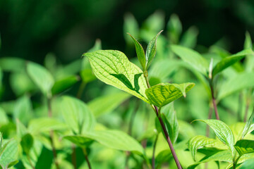 Bush cornus alba with green leaves and red stems. Natural plant borders of siberian dogwood in landscape design. Bright juicy branches cornus sibirica grow in springtime. Wallpapers in green colors.
