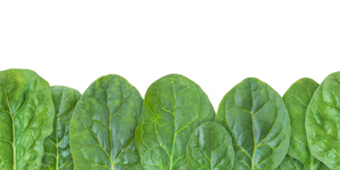 Green spinach leaves seamless horizontal border isolated transparent png. Spinacia oleracea leaf vegetable.
