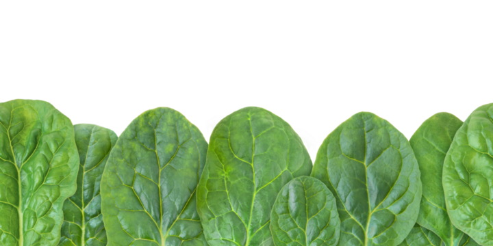 Green spinach leaves seamless horizontal border isolated transparent png. Spinacia oleracea leaf vegetable.
