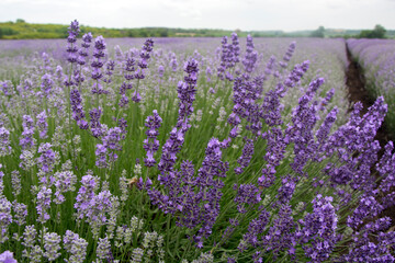 Closeup of a lavender shrub in the beginning of June
