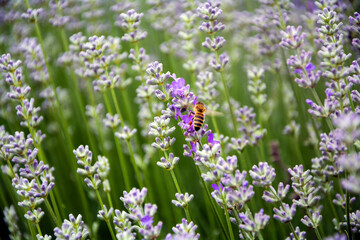 A Western honey bee (Apis mellifera) feeding on a lavender plant
