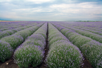 Fototapeta na wymiar A lavender field in the beginning of June