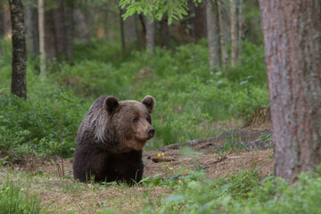 Obraz na płótnie Canvas A lone wild young brown bear also known as a grizzly bear (Ursus arctos) in an Estonia forest, walking through the forest looking very curious and playful.