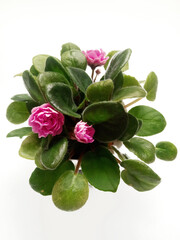 pink terry Saintpaulia flower in a pot on a white background, indoor plants
