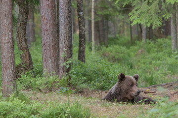 A lone wild brown bear also known as a grizzly bear (Ursus arctos) in an Estonia forest, looking very playful, laying down and resting on the forest floor