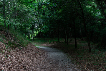 Path in the woods