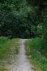 Fototapeta na wymiar Path in the woods