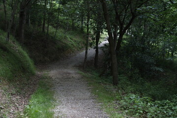 Path in the woods