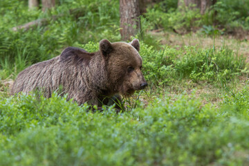 A lone wild brown bear also known as a grizzly bear (Ursus arctos) in an Estonia forest, sitting down in the shrubs of the forest floor looking at the ground ahead