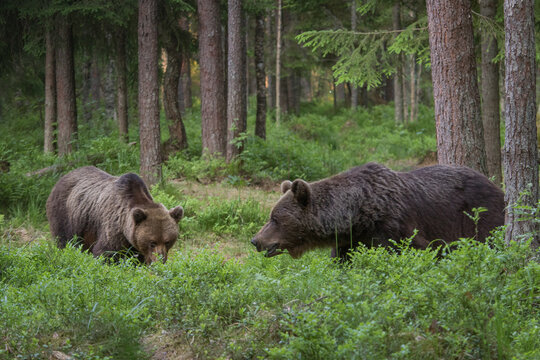 A pair of wild brown bears also known as a grizzly bear (Ursus arctos) in an Estonia forest, Image shows one bear sniff and eating some berries off the forest floor whilst second bear is looking over 