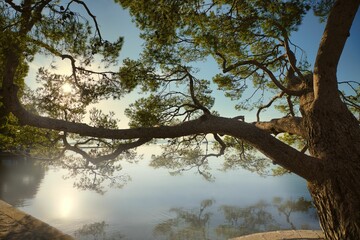 arbol en el puerto de pollenca 