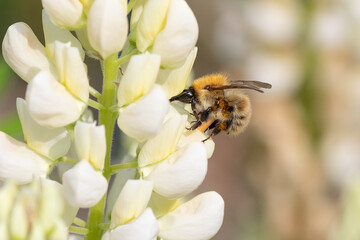 Bourdon en vol au-dessus d'une fleur