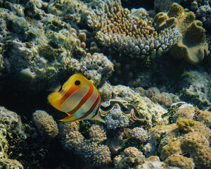 Naklejka na ściany i meble Copperband butterflyfish, Chelmon rostratus, beaked coral saltwater aquarium fish underwater. Great Barrier Reef Australie.