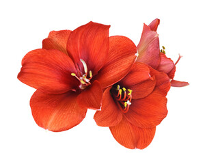 Red amaryllis flowers isolated on white or transparent background