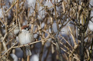 Eurasian tree sparrow Passer montanus saturatus. Kushiro. Hokkaido. Japan.