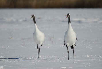 Pair of red-crowned cranes Grus japonensis honking in a snow-covered meadow. Akan International Crane Center. Kushiro. Hokkaido. Japan.