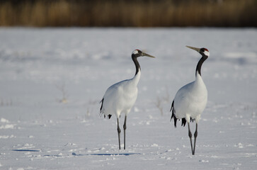 Pair of red-crowned cranes Grus japonensis in a snow-covered meadow. Akan International Crane Center. Kushiro. Hokkaido. Japan.