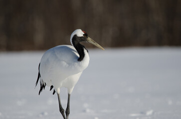 Obraz premium Red-crowned crane Grus japonensis. Akan International Crane Center. Kushiro. Hokkaido. Japan.