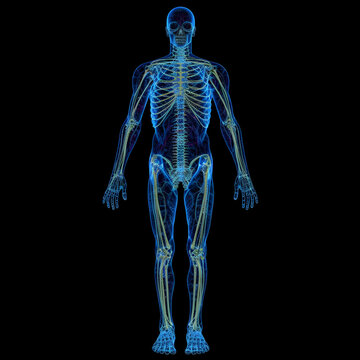 Full Body Scan showing skeleton digitally on screen, futuristic digital health scan of the body. The future of AI medical screenings to search for health conditions. Generative AI.