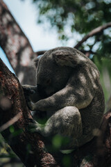 koala resting and sleeping on his tree with a cute smile. Australia, Queensland.