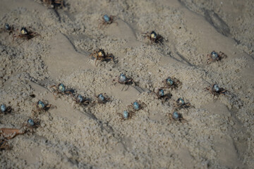 Soldier Crab close up on the beach, East Coast Australia