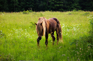 Koń w polu © Yaroslav