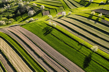 Spring Slovakia landscape. Nature fields with blooming cherries. Unique ecological land management. Polana region, Hrinova, Slovakia Europe. © Zedspider